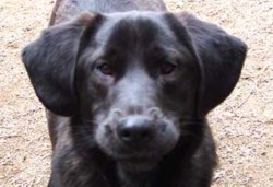 Buddy